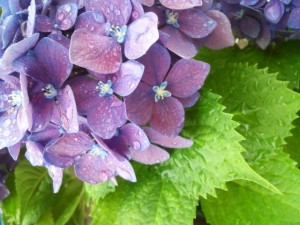 梅雨のつかの間に咲いた紫陽花