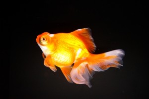 金魚
