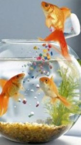 金魚鉢