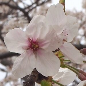 箱崎公園の桜