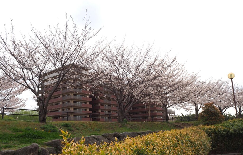 箱崎公園の桜